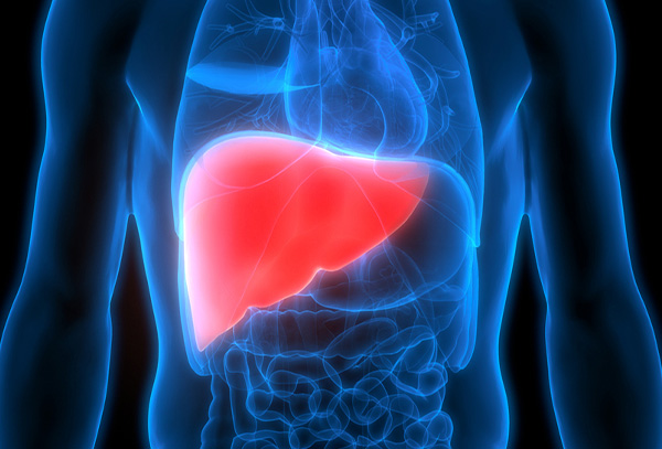 バイオ人工肝臓（BAL）開発のための酸素摂取データの分析